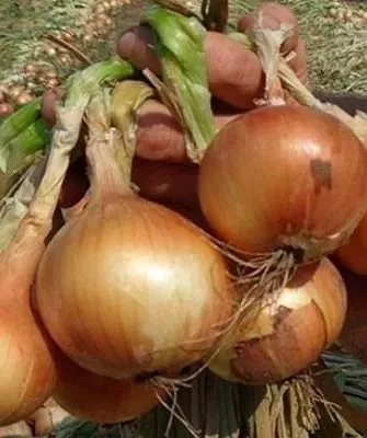 лук Сибирский гигант