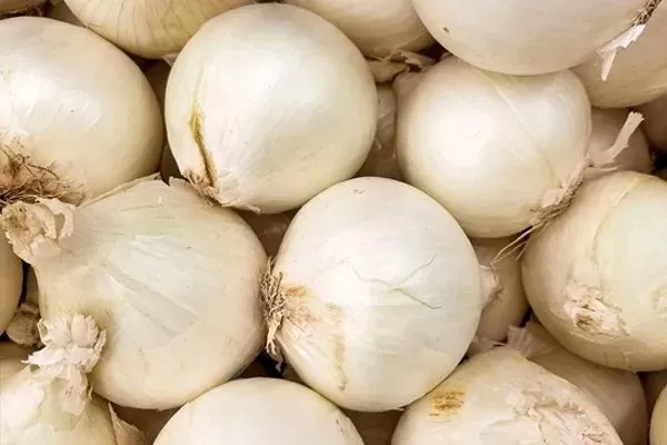 лук сорта Альбион