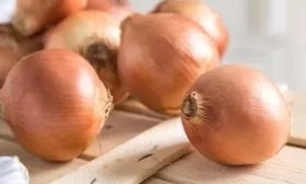 лук сорта Альфа