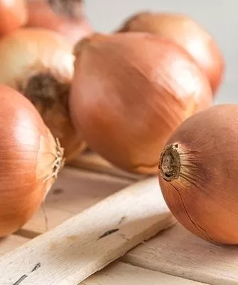 лук сорта Альфа