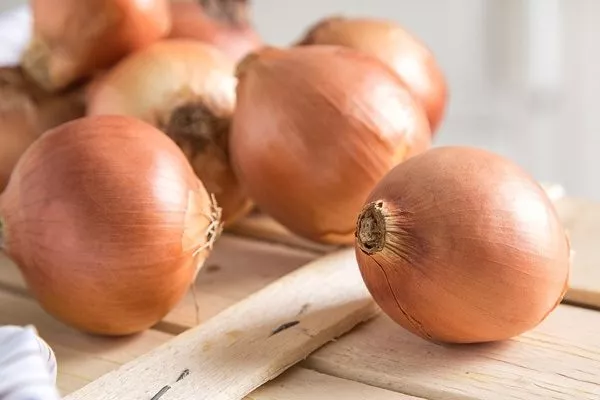 лук сорта Альфа