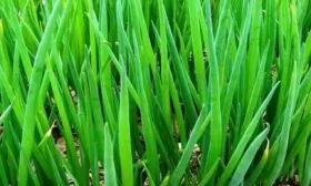 лук сорта апрельский