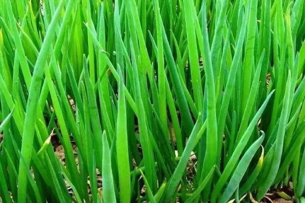 лук сорта апрельский