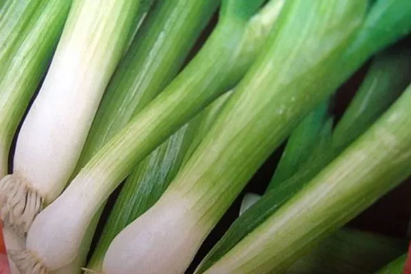 лук сорта апрельский