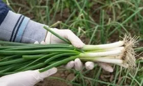 лук сорта Чиполлино