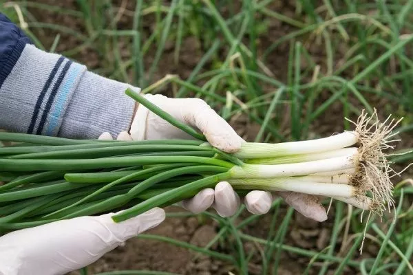 лук сорта Чиполлино