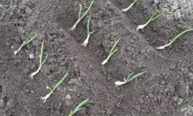 лук сорта Чиполлино: наклонное размещение рассады