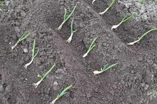 лук сорта Чиполлино: наклонное размещение рассады