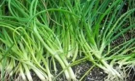 лук сорта Чиполлино: наклонное размещение рассады