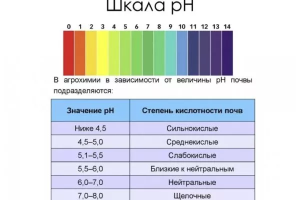 лук сорта Чиполлино: нейтральная реакция (pH 6,4-7,0) у грунта