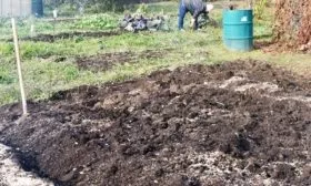 лук сорта Чиполлино: подготовка грядки осенью с навозом и золой