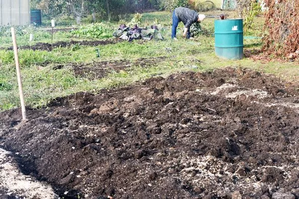 лук сорта Чиполлино: подготовка грядки осенью с навозом и золой