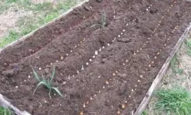 лук сорта Чиполлино: Посадка лука севком на грядах