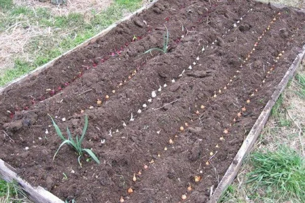 лук сорта Чиполлино: Посадка лука севком на грядах