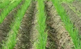 лук сорта Чиполлино: солнечные грядки для лука