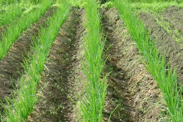 лук сорта Чиполлино: солнечные грядки для лука