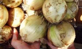 лук сорта Глобо