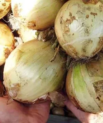 лук сорта Глобо