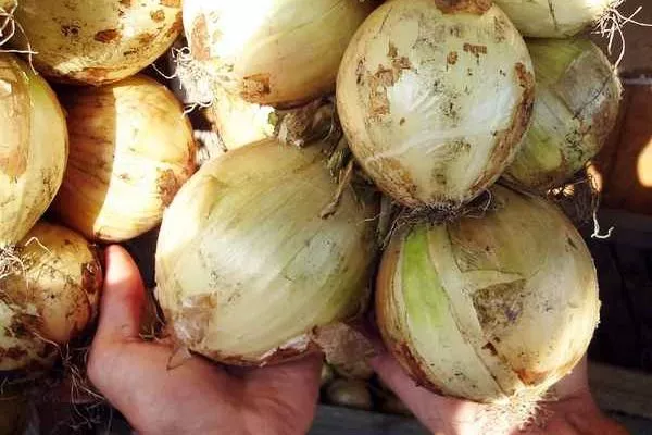 лук сорта Глобо