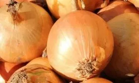 лук сорта Кэнди