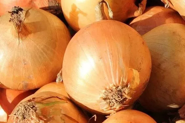 лук сорта Кэнди