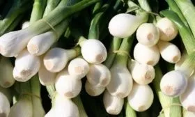 лук сорта Лукоморье