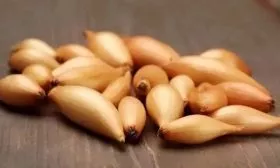 лук сорта Олина