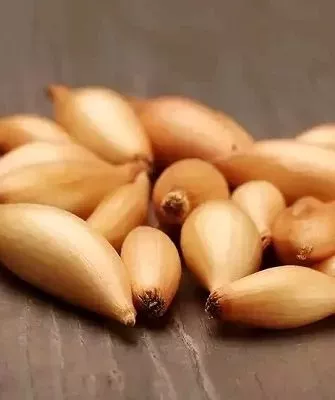 лук сорта Олина