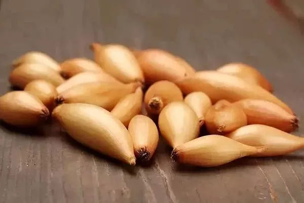 лук сорта Олина