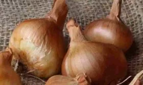 Лук сорта Псковский