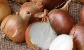 Лук сорта Псковский - описание луковиц