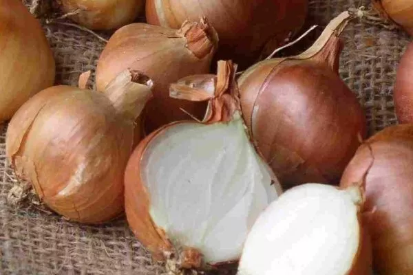 Лук сорта Псковский - описание луковиц