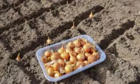 Лук сорта Псковский - посадка севком