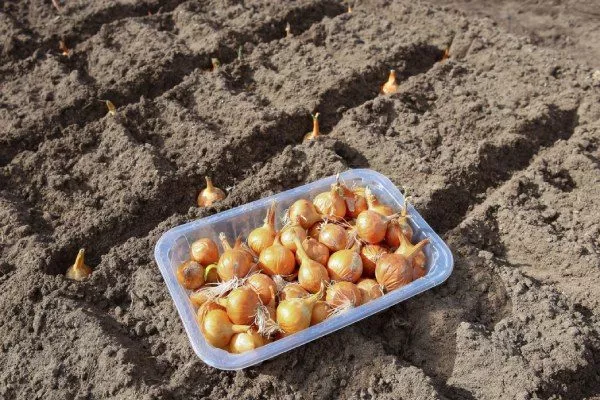Лук сорта Псковский - посадка севком