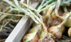 Лук сорта Псковский - уборка