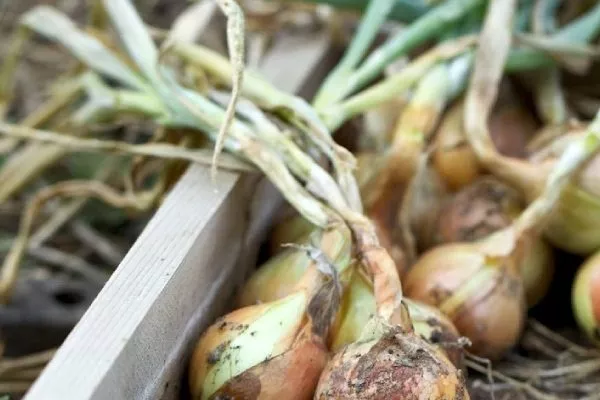 Лук сорта Псковский - уборка