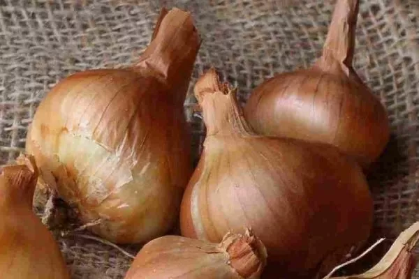 Лук сорта Псковский