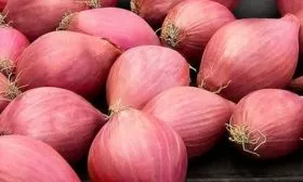 лук сорта Россана