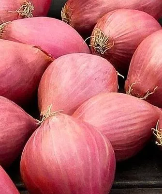 лук сорта Россана