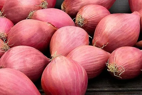 лук сорта Россана