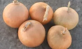 лук сорта Русский размер