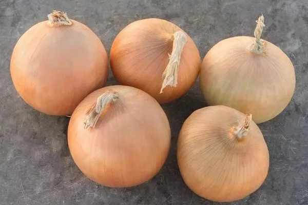 лук сорта Русский размер