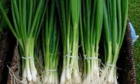 лук сорта Русский зимний