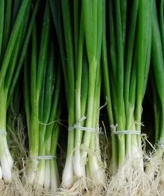 лук сорта Русский зимний