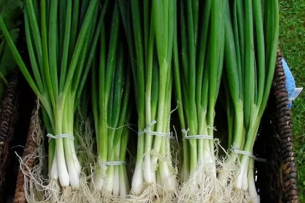 лук сорта Русский зимний