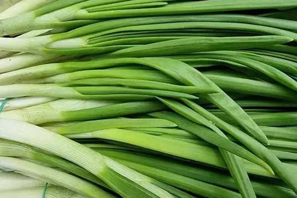 лук сорта Шашлычный