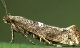 Луковая моль на луке сорта Чиполлино