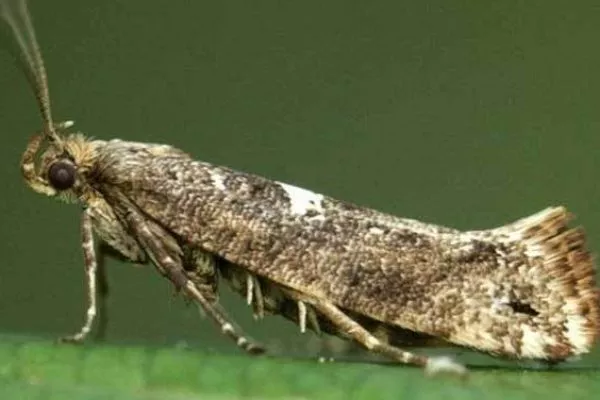 Луковая моль на луке сорта Чиполлино