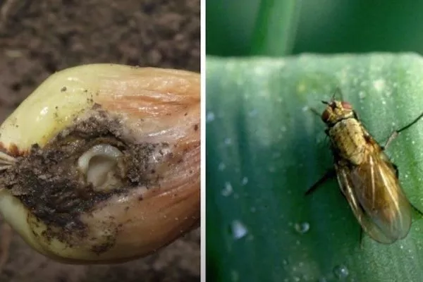 Луковая муха на луке сорта Чиполлино