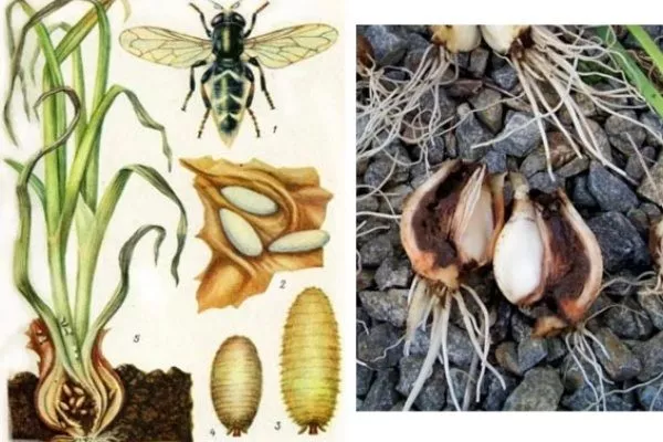 Луковая журчалка на луке сорта Чиполлино